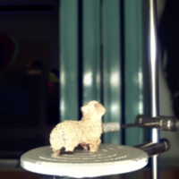 sheep_t8.jpg