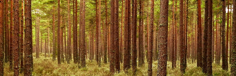 Tentsmuir trees 2.jpg