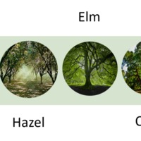 The First People Trees diagram.png